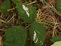 Coptotriche marginea