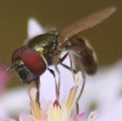 Platycheirus obscurus