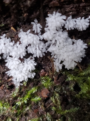 Šakotasis gleivukas nuotrauka