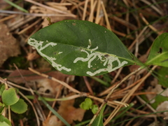 Phytomyza aprilina