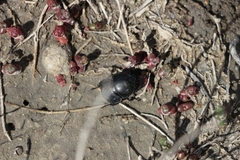 Lethrus apterus