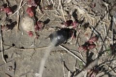 Lethrus apterus