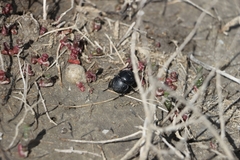 Lethrus apterus