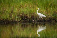 Ardea intermedia