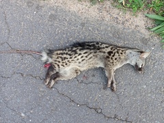 Genetta genetta genetta