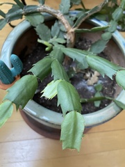 Schlumbergera buckleyi
