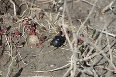 Lethrus apterus