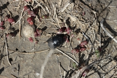 Lethrus apterus