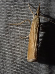 Pediasia dorsipunctellus