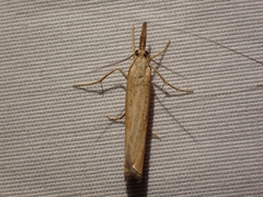 Pediasia dorsipunctellus