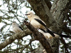 Stresemann's Bush Crow photo 2