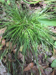 Carex planostachys
