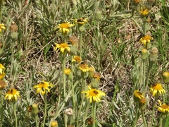 Senecio ceratophylloides