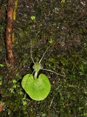 Corybas rivularis