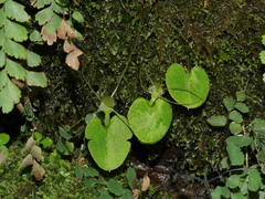 Corybas rivularis