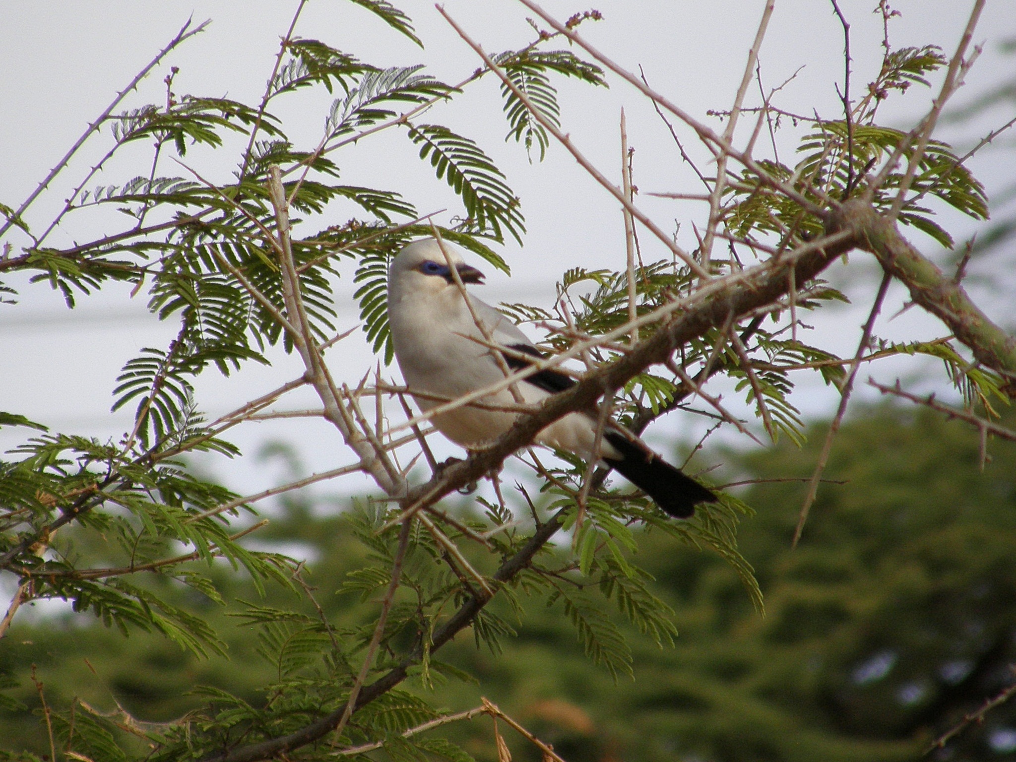 Ethiopian Bushcrow (Zavattariornis stresemanni), photo 2