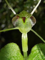 Corybas rivularis