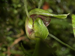 Corybas rivularis