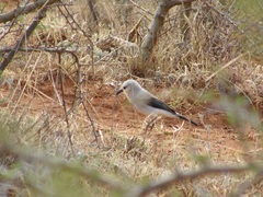 Stresemann's Bush Crow photo 4