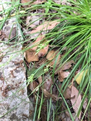 Carex planostachys