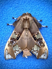 Parathyris cedonulli