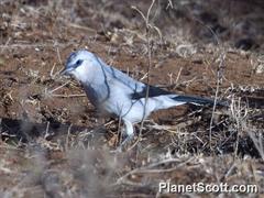 Stresemann's Bush Crow photo 5