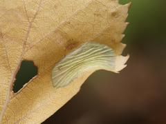 Phyllonorycter cavella
