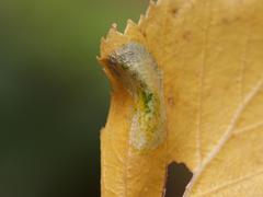 Phyllonorycter cavella