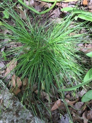 Carex planostachys