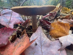 Leratiomyces squamosus