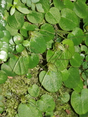 Corybas rivularis