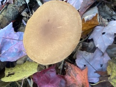 Leratiomyces squamosus