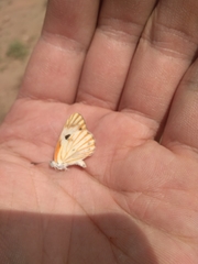 Calopieris eulimene