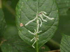 Phytomyza aprilina