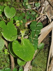 Corybas rivularis