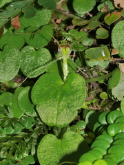 Corybas rivularis