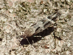 Mompha sturnipennella