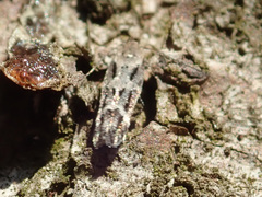 Mompha sturnipennella