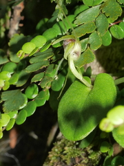 Corybas rivularis