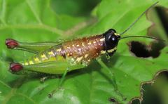 Sitalces