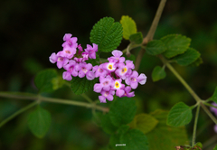 Lantana montevidensis