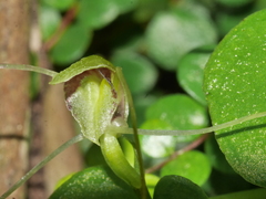 Corybas rivularis