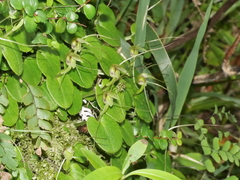 Corybas rivularis