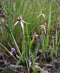 Caladenia fitzgeraldii