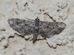 Eupithecia subvirens