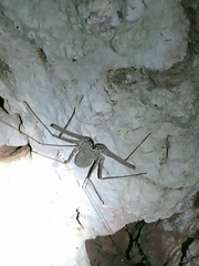 Phrynichus orientalis