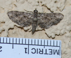 Eupithecia subvirens