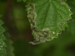 Agromyza pseudoreptans