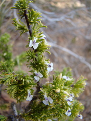 Muraltia macrocarpa