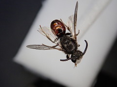 Sphecodes ephippius